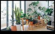 Houseplant Haven İç Mekanda Güzel Bitkiler Yetiştirme Rehberi