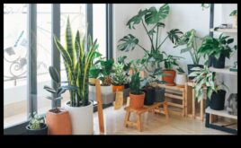 Houseplant Haven İç Mekanda Güzel Bitkiler Yetiştirme Rehberi